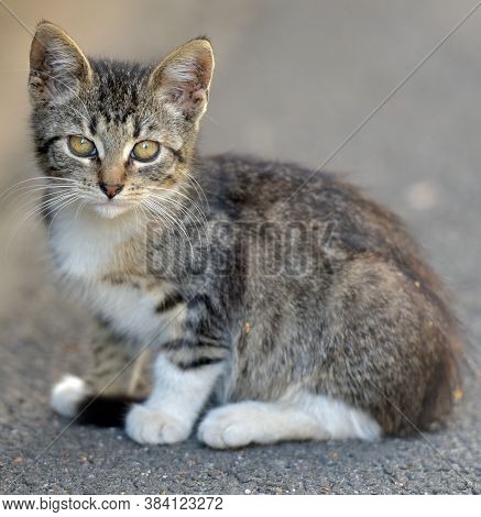 Little Kitten On The Street, Homeless Kitten