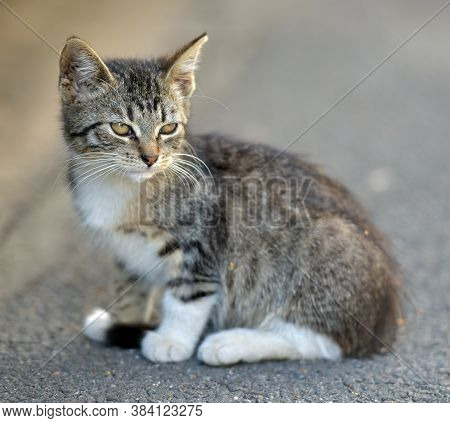 Little Kitten On The Street, Homeless Kitten