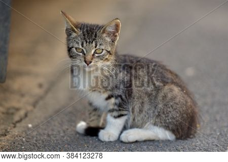 Little Kitten On The Street, Homeless Kitten