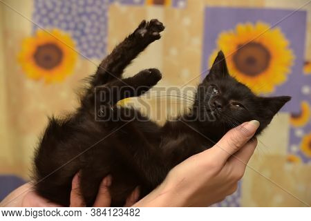 Black Little Kitten In  Arms Close Up