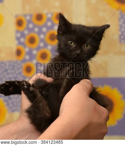 Black Little Kitten In  Arms Close Up