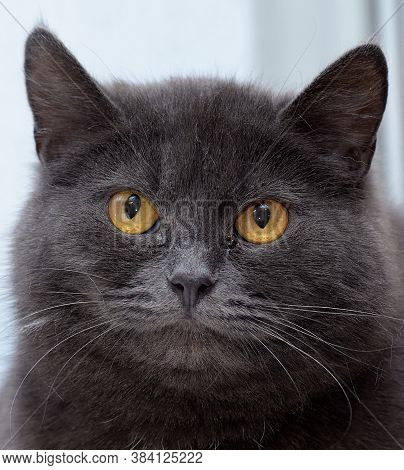 Gray Cat With A White Speck On The Chest