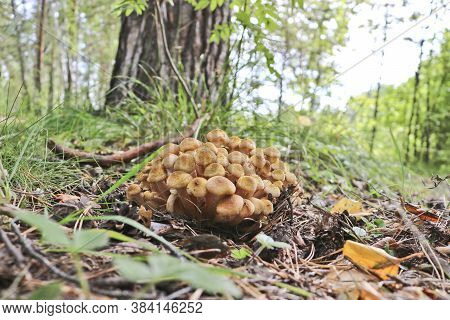 Honey Fungus (armillaria Mellea) Grow On The Ground In A Deciduous-coniferous Forest. A Group Of Edi