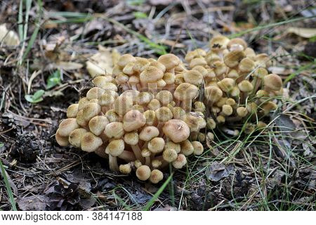 Honey Fungus (armillaria Mellea) Grow On The Ground In A Deciduous-coniferous Forest. A Group Of Edi