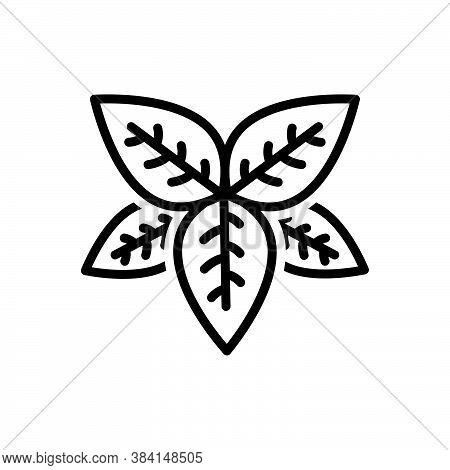 Black Line Icon For Basil  Tulsi Lamiaceae Thyme Greenery Sweet-basil Condiment Spice Flavor Ingredi