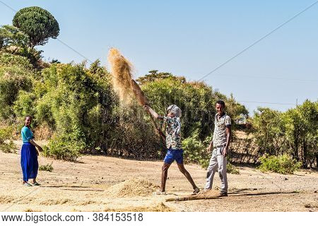 Gondar, Ethiopia - Feb 06, 2020: Ethiopian Peasants Working In The Fields During The Harvest, Thresh