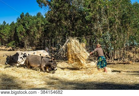 Gondar, Ethiopia - Feb 07, 2020: Agricultural Population Working On The Farms Between Gondar And The