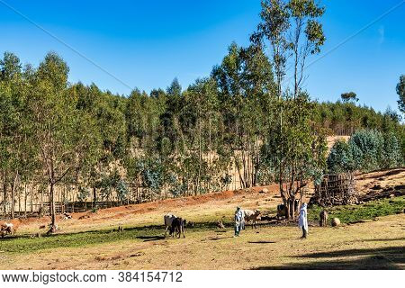 Gondar, Ethiopia - Feb 07, 2020: Agricultural Population Working On The Farms Between Gondar And The