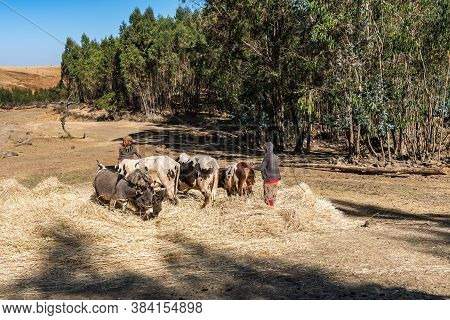 Gondar, Ethiopia - Feb 07, 2020: Agricultural Population Working On The Farms Between Gondar And The