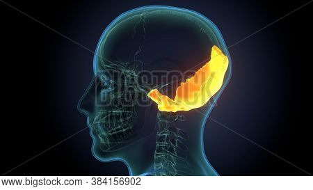 Human Skeleton Skull Frontal Bone Anatomy For Medical Concept 3d Illustration
