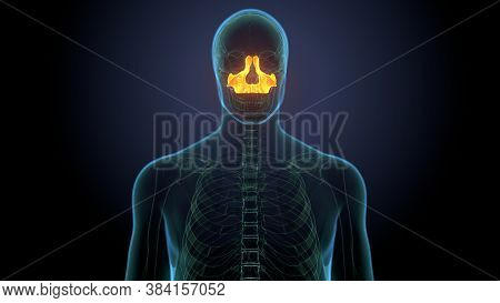Human Skeleton Skull Maxilla Bone Anatomy For Medical Concept 3d Illustration