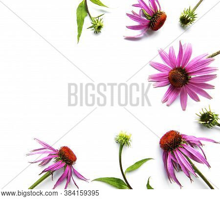 Echinacea Flower Isolated On A White Background