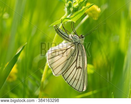 Moth Butterfly, Black-veined Moth (siona Lineata) Female Lays Eggs On Green Grass Blade In Meadow
