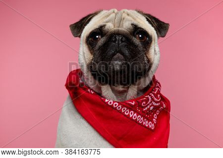 beautiful pug dog wearing a red bandana, sitting and looking at camera with an inoffensive look on his face on pink background