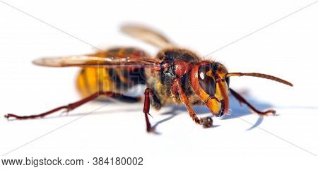 Detail Of European Hornet In Latin Vespa Crabro Isolated On White Background
