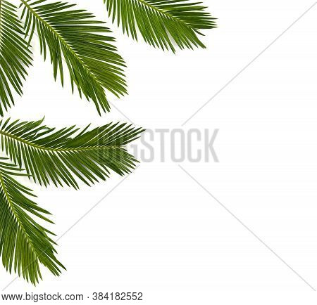 Tropical Leaf Palm Tree Cycas Revoluta (sotetsu, Sago Palm, King Sago, Sago Cycad, Japanese Sago Pal