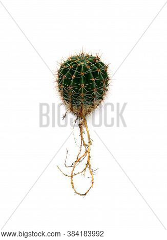 Cactus Echinopsis With Root (known As: Hedgehog Cactus, Sea-urchin Cactus Or Easter Lily Cactus) On 