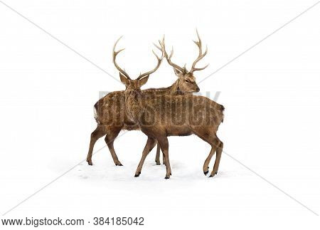 Sika Deers ( Cervus Nippon, Spotted Deer ) Walking In The Snow On A White Background
