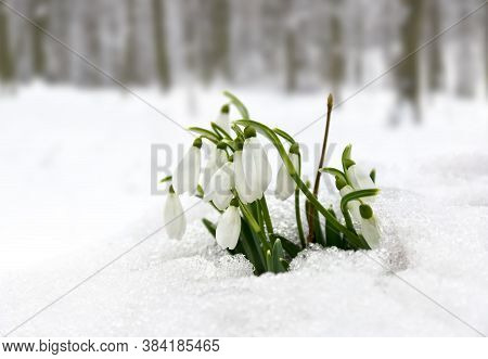 Spring Flowers White Snowdrops (galanthus Nivalis) In Snow In The Forest