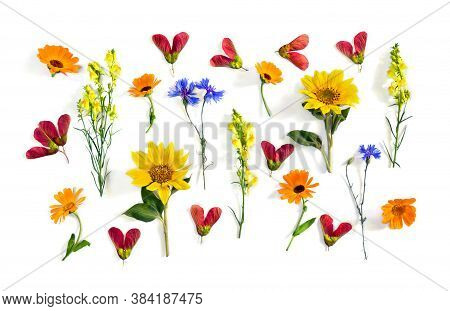 Wildflowers Summer Sunflower, Flowers Calendula, Linaria, Blue Cornflower, Red Samaras Maple Ash Wit