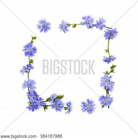 Frame Of Flowers Of Common Chicory (cichorium Intybus) White Background With Space For Text. Top Vie