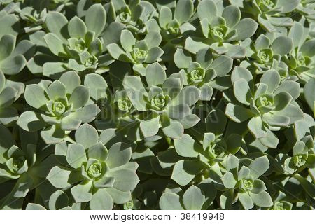 Sukulentní rostliny tvoří zajímavý vzor