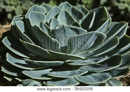 Crassula echeveria sukulenty