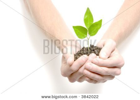 Tenendo un piccolo germoglio