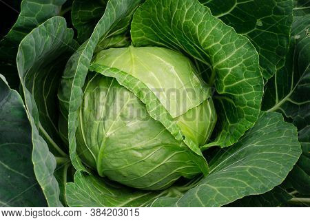 White Cabbage Close-up. Green Leafy Vegetables. Vegetarian Products. Garden. Olericulture.