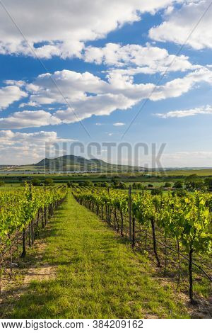 Spring vineyards under Palava near Sonberk, South Moravia, Czech Republic