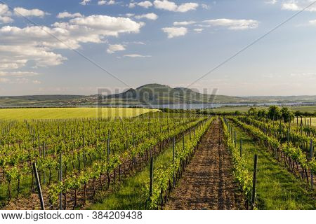 Spring vineyards under Palava near Sonberk, South Moravia, Czech Republic