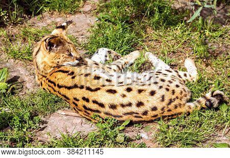 Leptailurus Serval Predatory Cat Lies In The Grass Zoo