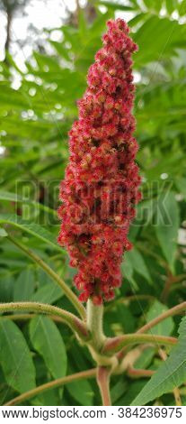 Rhus Typhina Red Flower Over Green Background.