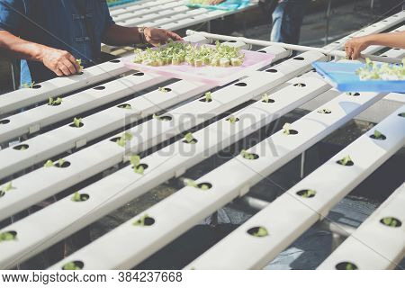 Farmer Putting Hydroponic Vegetable Sprout On Wet Sponge On Hydroponic Rail Pipe In Plant Nursery. L