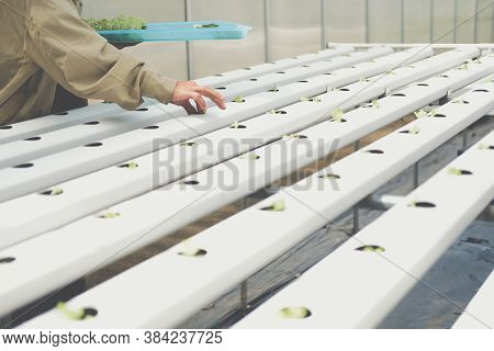 Farmer Putting Hydroponic Vegetable Sprout On Wet Sponge On Hydroponic Rail Pipe In Plant Nursery. L