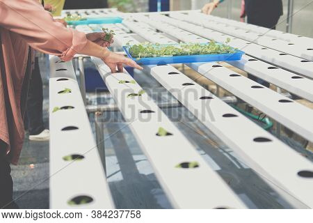 Farmer Putting Hydroponic Vegetable Sprout On Wet Sponge On Hydroponic Rail Pipe In Plant Nursery. L