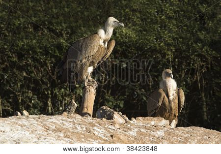 Griffon gribbe