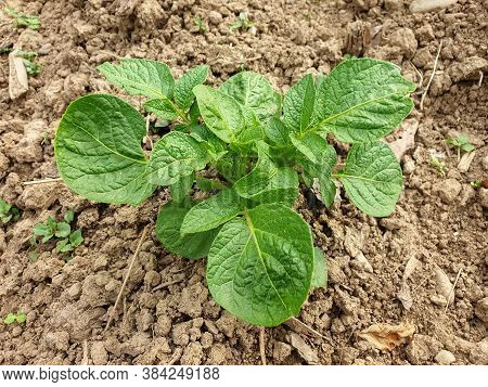 Photo Of Growing Potato Plant In The Field - Stock Photo