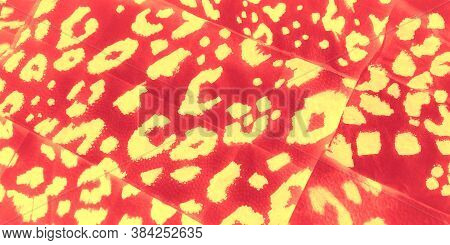 Coral Leopard Fashion. Panther Texture. Coral Skin Leopard. Yellow Jungle Animal Texture. Pink Leo. 
