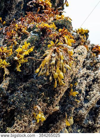 Detail Of Brown Algae (phaeophyceae) On The Rocks At Low Tide In Galicia (spain)