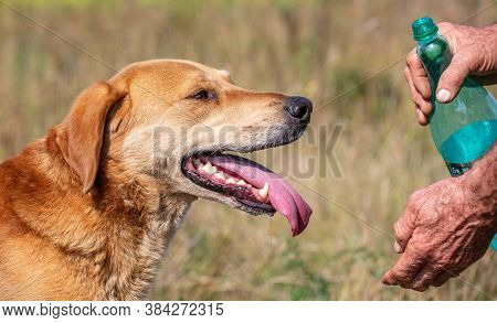 Shot Of A Hunter Who Is About To Give Water To His Hound Dog In The Countryside. Dog Looking Very Ha