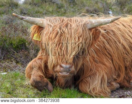 A Shaggy Ginger Highland Cow In Scotland