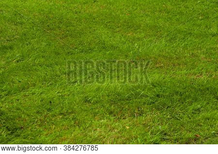 The surface of the lawn, the texture of mown grass. Mown grass on the lawn near the house