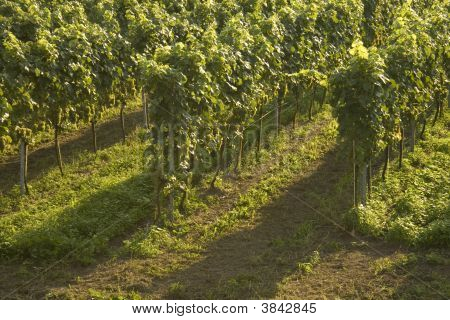 Vineyard