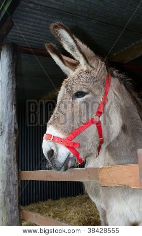 Looking Out da all'interno della sua scuderia Donkey