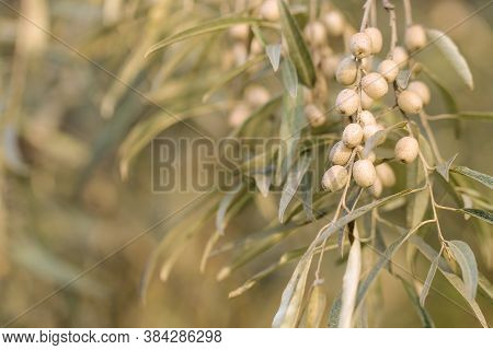 The Floral Background With Elaeagnus Commutata Branch. The Autumn Mood.