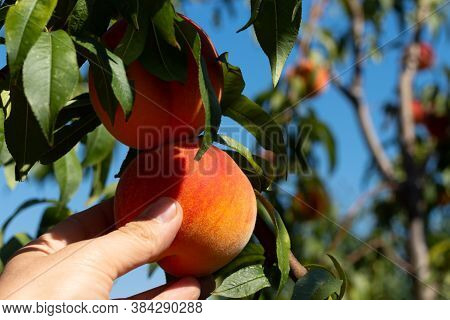 Harvesting Peaches. Female Hand Touching Fresh Ripe Peach On Branch Of Peach Tree In Orchard.