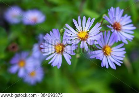 Close Up Blue Flowers Of Symphyotrichum Novi-belgii In The Garden, Selective Focus.