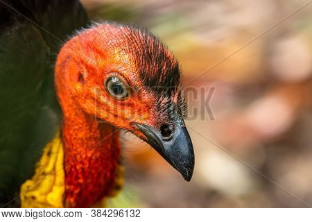 Close Up Of An Australian Brush Turkey - Alectura Lathami -