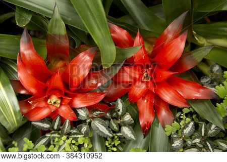 The Bromeliad Plant (guzmania Lingulata) In The Botanical Garden.